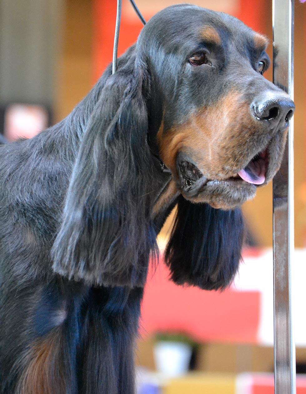 Hunde-Salon